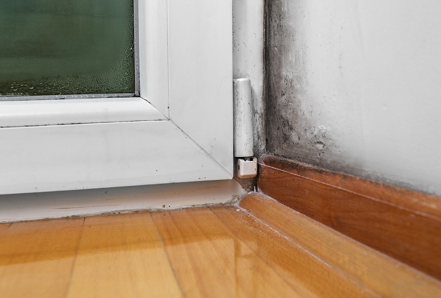 Mold Removal by Certified Green Team