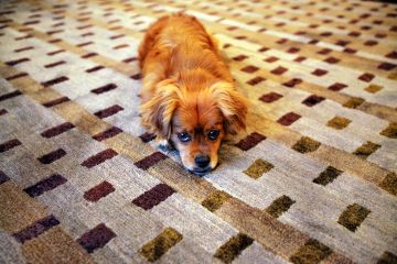 Carpet with coffee stain