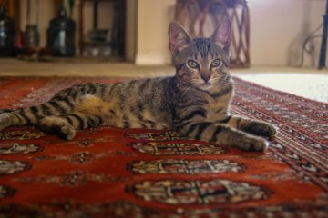 Oriental rug cleaning in Roosevelt Island, NY by Certified Green Team.